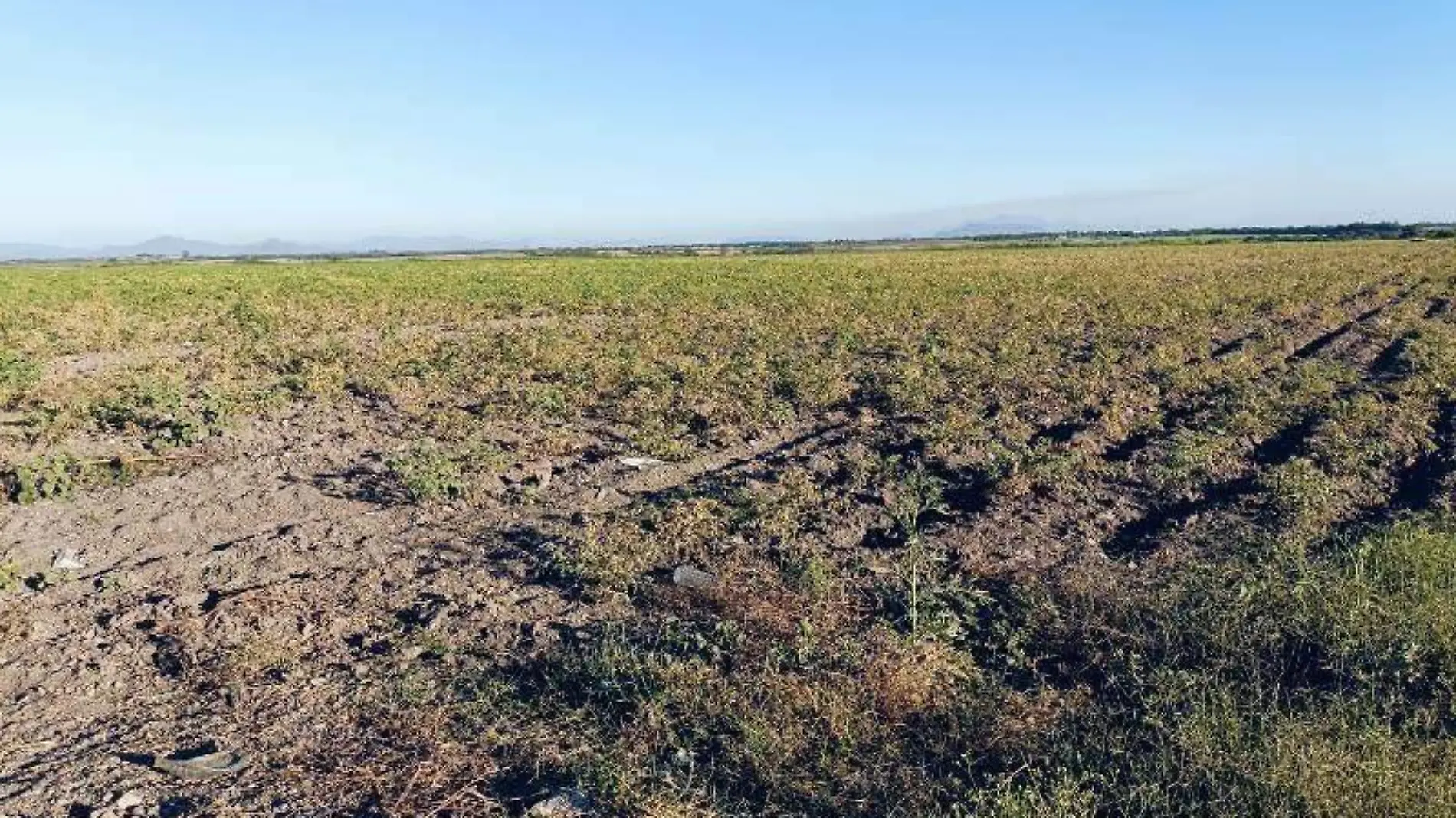 agricultura - sinaloa